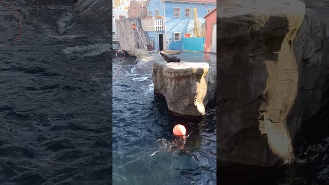 Зоопарк Ганновер Морские котики 2 смотреть онлайн