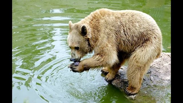 Животные сочинского национального парка фото