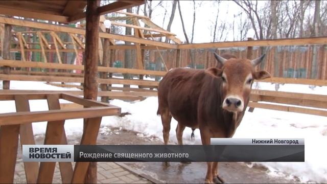 Священная корова родилась в зоопарке "Мадагаскар" в Нижнем Новгороде