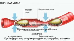 Что такое кишечная перистальтика и как ее улучшить