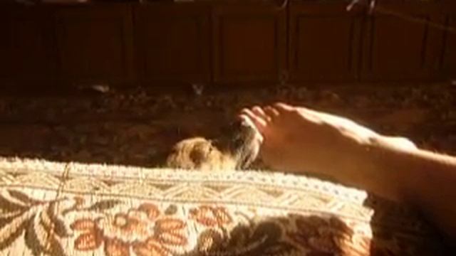 Собака лижит пятку ,а кот наблюдает..MOV смотреть онлайн