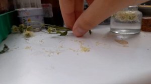 зельеваренье Зелье Земли рецепт