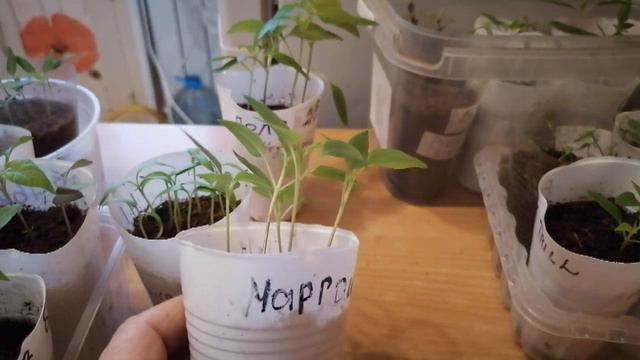 Обзор перцев) Что то я призадумалась)Не рано ли я их посеяла))Это не перчики это монстрики какие то