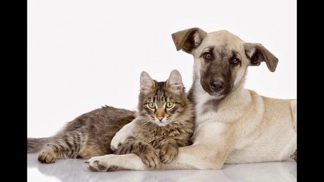 История до слeз: пес и кошка 2 года жили под двeрью квартиры смотреть онлайн