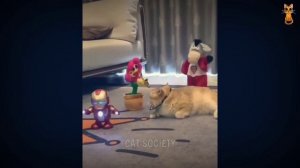 Video kucing lucu / mari Bersenang-senang dengan kucing dan anjing 2023