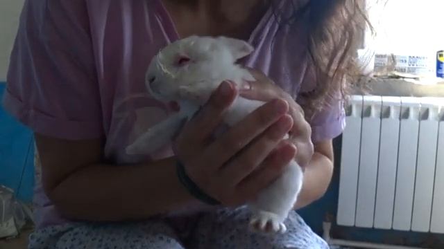 Уход за крольчатами. Через 10 дней осмотр глаз. И что делать, если глазки не открываются смотреть онлайн