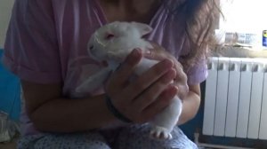 Уход за крольчатами. Через 10 дней осмотр глаз. И что делать, если глазки не открываются