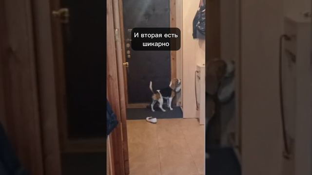 Тапочковый вор 😂 развлекается, пока меня не было дома 7 мин😂 #бигль#beagle