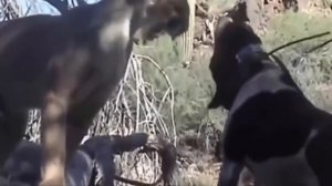 Жестокое противостояние диких кошек и волков против собак