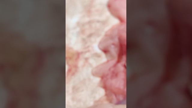 Паразиты глисты в волжской рыбе судак стерлядь