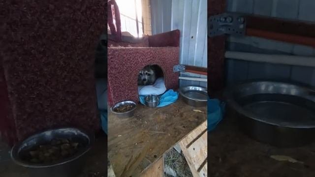 #ямыилюша #помощьбездомнымживотным #raccoon #анапа #reels #море #енотики #животные