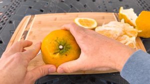 UGLI FRUIT ( Jamaican tangelo ) TASTING and REVIEW / An Orange, a Grapefruit and a Tangerine