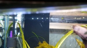 Победа над ксенококусом, новые растения, о рыбах, нитчатке и других изменениях в моих аквариумах.