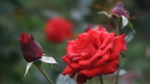 Секретик №2 для начала исцеления матрицами Гаряева. Согласовываем благополучие тела и сознания.