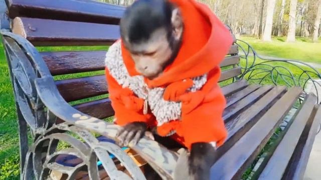 Маленькая домашняя обезьянка Алекса! Весенняя прогулка.