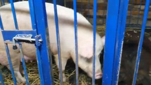 Признаки опороса у свиньи//Signs of farrowing in a pig//