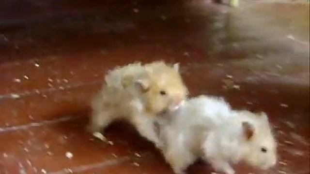 Хомяки смотреть онлайн