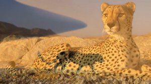 Животные пустыни