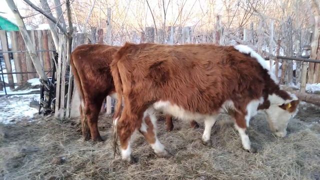 Бруцеллез скрытый враг фермера. смотреть онлайн