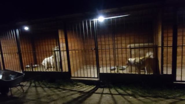 Лайки ждут и ночью