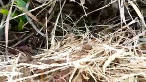 Сажаем картошку и лук, не копая огород /  Природное землиделие