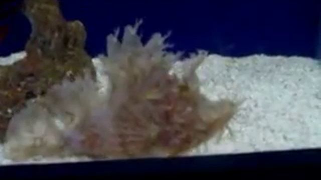 Майтрейя ТВ 13_Малайзия и Сингапур (Malaysia and Singapore) смотреть онлайн