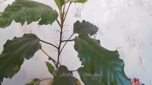 Гибискус пестролистный Купера УХОД