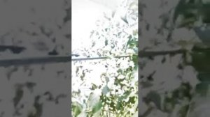 Сорт томата "Вечерний Алматы" (Казахстан)