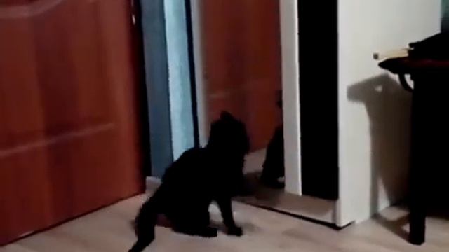 Бой против черной кошки смотреть онлайн