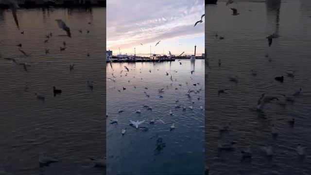 Зачем мне солнце монако .Сочи Морпорт