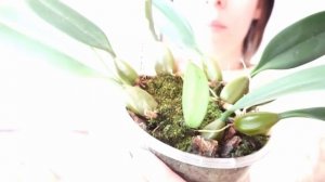 Уход за бульбофиллумами в домашних условиях