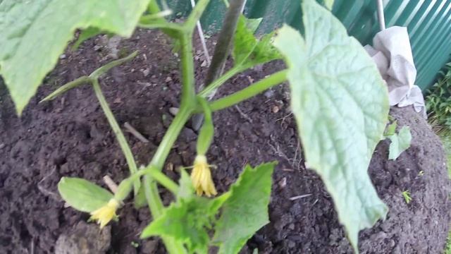 Дача 18 июня 2015 года смотреть онлайн