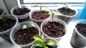 ВЫРАЩИВАЮ ЛИМОН В ДОМАШНИХ УСЛОВИЯХ. ОБЗОР "ЛИМОННОГО САДА" СПУСТЯ 15 ДНЕЙ.