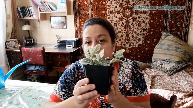 Комнатные цветы. Традесканция, как размножить традесканцию.