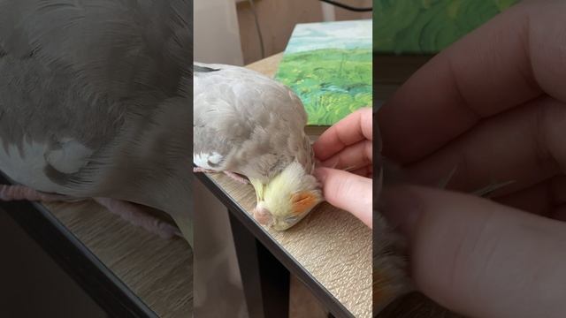 Люси пришла чесаться ? Милый попугай корелла #животные #cockatiel #parrot  #попугаи #корелла #pets