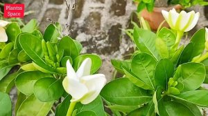 1130:- गंधराज की कलियां क्यों झड़ जाती हैं / Reason Of Bud Dropping In Gardenia Plant / Gandhraj