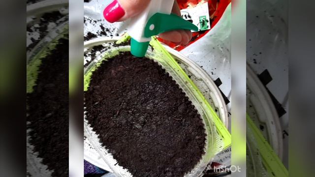 Посадка семян свёклы на рассаду. Сроки Посадки рассады в грунт в Краснодаре