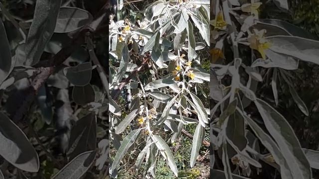 Лох серебристый, цветы / Silver loch, flowers