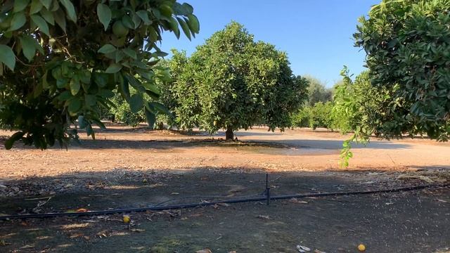 Luna Sensation® Use in Citrus смотреть онлайн