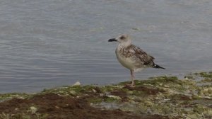 Хохоту́нья или степная чайка лат. Larus cachinnans)