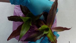 Как обеспечить полив комнатных цветов, уезжая в отпуск