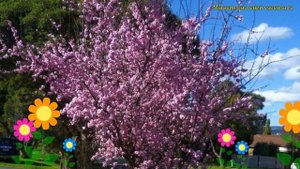 Слива блайра Яичная синяя. Краткий обзор, описание характеристик prunus blireana moseri