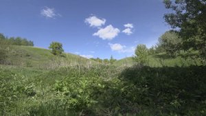 релаксация 4к видео пение птиц шум леса .ЗАСЫПАНИЕ