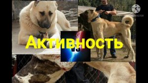 Кто сильней (Армянский Волкодав) Гампр или Турецкий Кангал