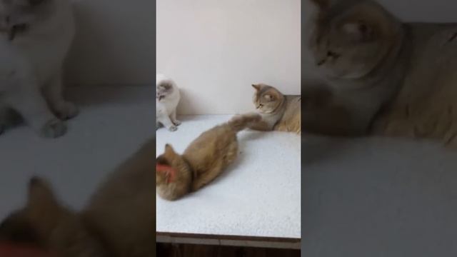 Селкирк рекс золотой тикированный в Армавире смотреть онлайн