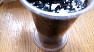 Бегония Фиста/begonia Fista/Сажаю бегонию.