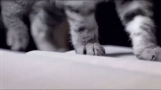 Whiskas - Kitten