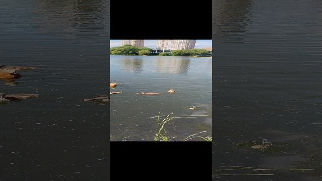 Утиная семья с утятами в городском пруду, второй ролик.