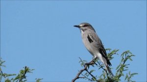 Monjita gris (Xolmis cinereus): "Ojos de fuego"