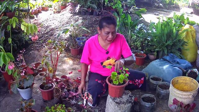Begonia Propagation ni Tita Beth смотреть онлайн